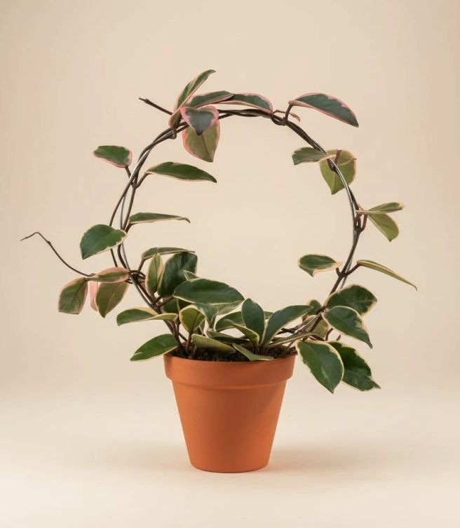 Hoya carnosa Flamingo Dream kruh